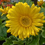 Yellow Gerbera Daisy