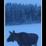 Moose in its cold kingdom I