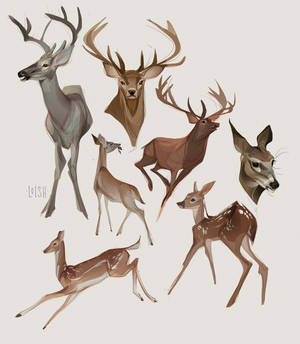 deer studies