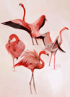 flamingo studies