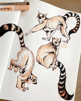 Lemur sketches