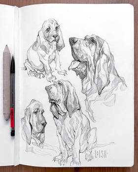 bloodhounds