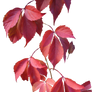 autumn leaves png.