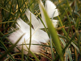 Feather in the Grass