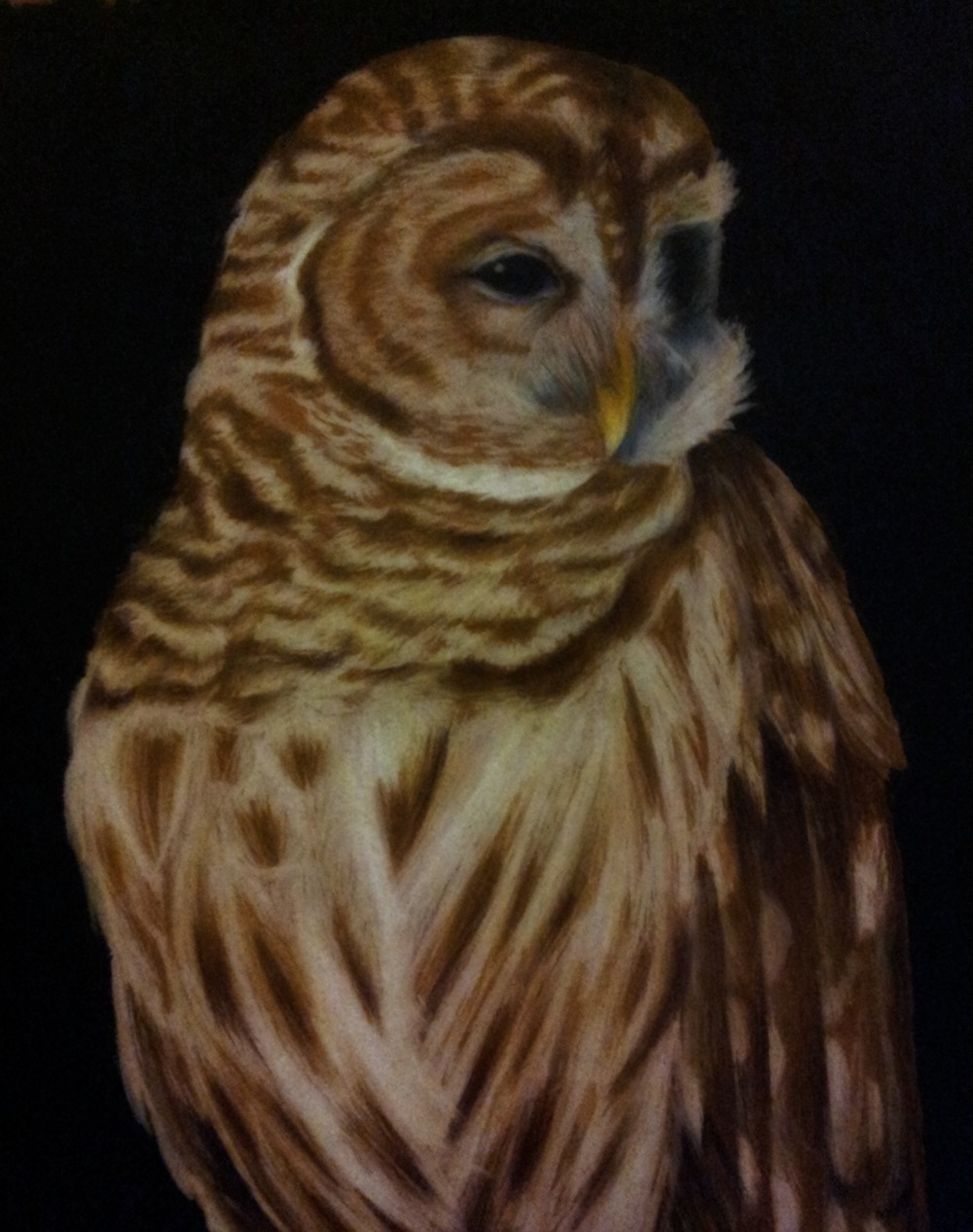 Barred Owl