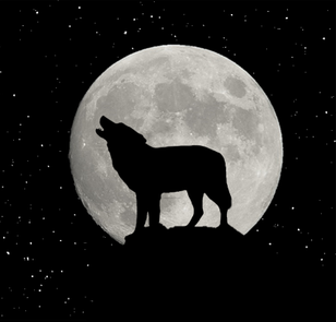 howling wolf