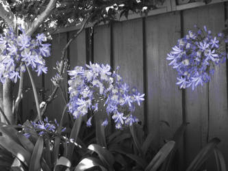 Blue Flowers