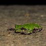 Portrait of a Treefrog