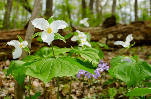 Trillium