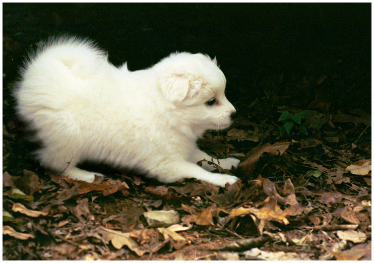 Americian Eskimo Spitz Puppy