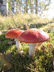 Toadstools