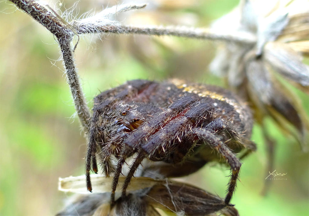 Orb Weaver