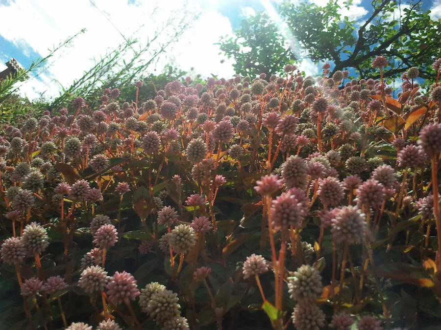 San Gerardo 2011 - florecillas