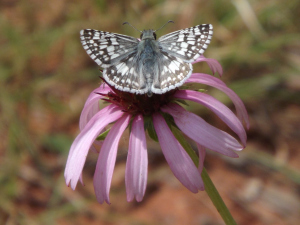 The butterfly and the flower