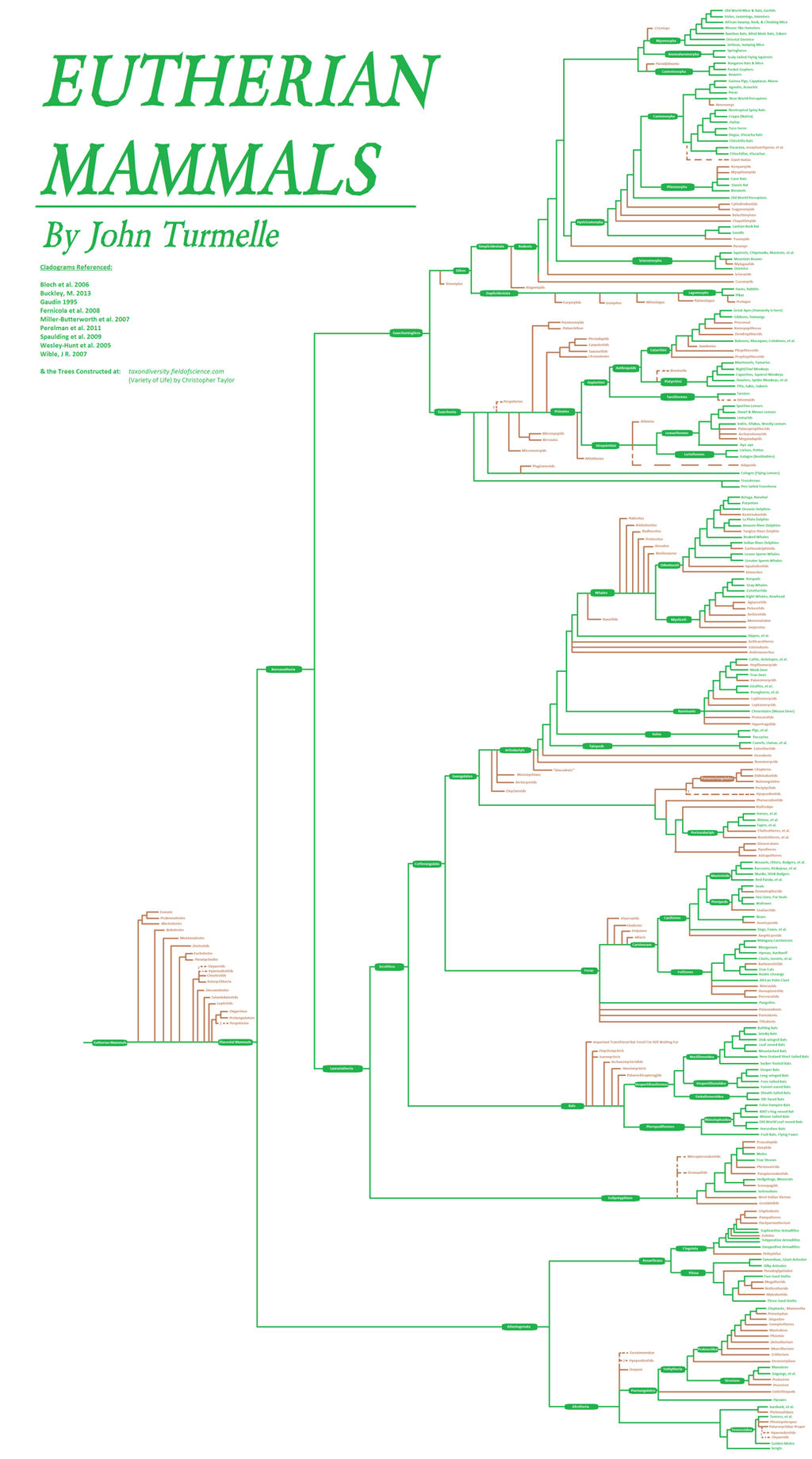 The Tree of Eutherian Mammals by KilldeerCheer on DeviantArt