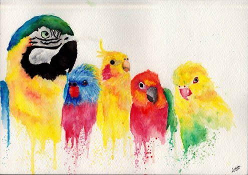 Parrots.