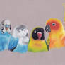 Parrots