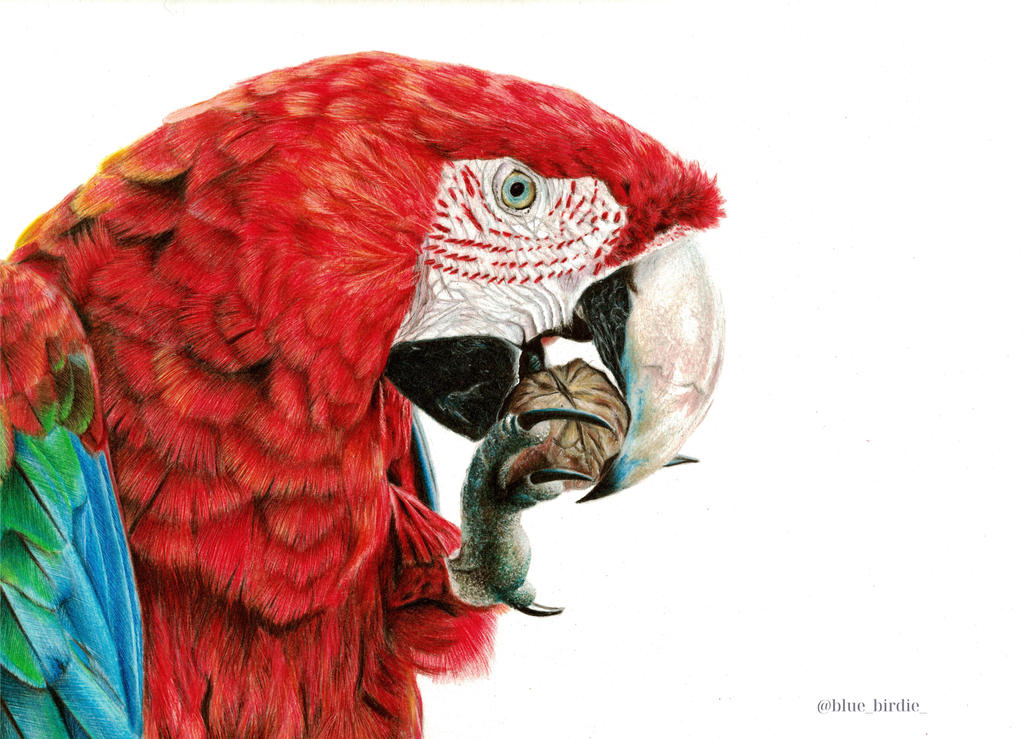 Red macaw by blue-birdie-drawings