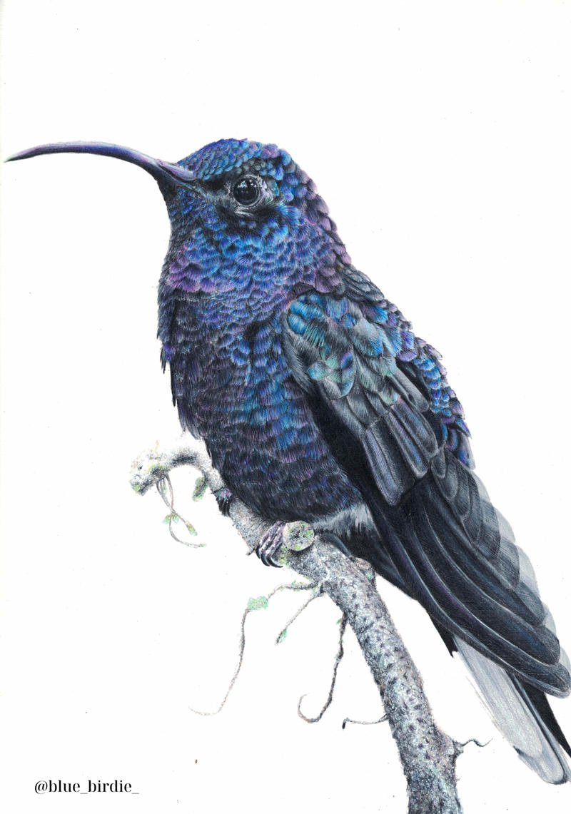 Hummingbird by blue-birdie-drawings