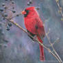 Red cardinal