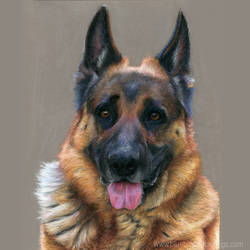 German shepherd