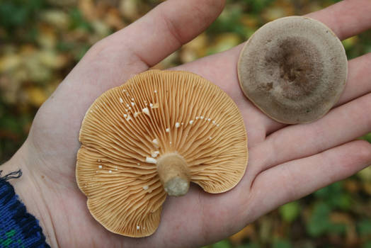 october mushrooms 35