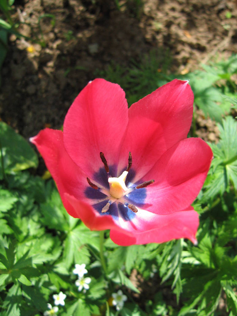 inside the tulip goblet by Lina-Tsu on DeviantArt