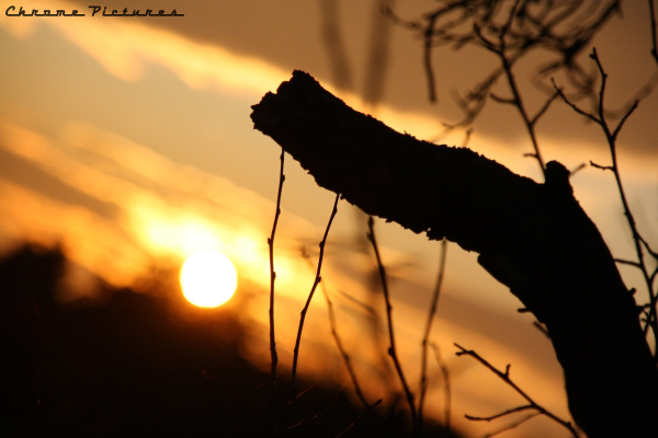 Sunset In The Woods