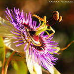 Passionflower by AljoschaThielen