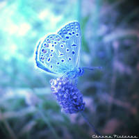 Lil' blue Butterfly