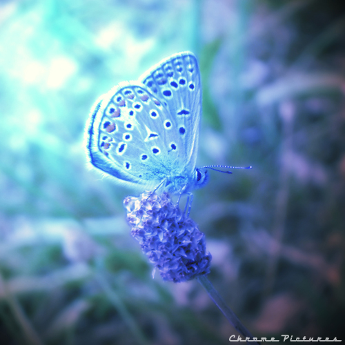 Lil' blue Butterfly