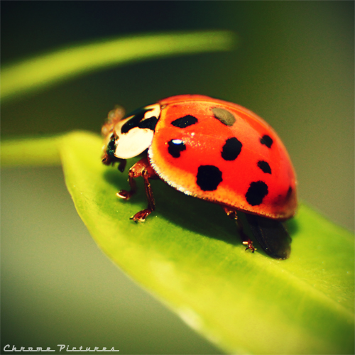 I wear red today