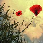 First rays rise to the poppy by AljoschaThielen