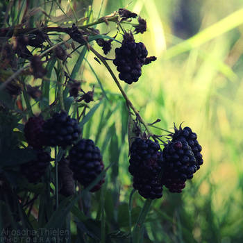 Blackberries by AljoschaThielen