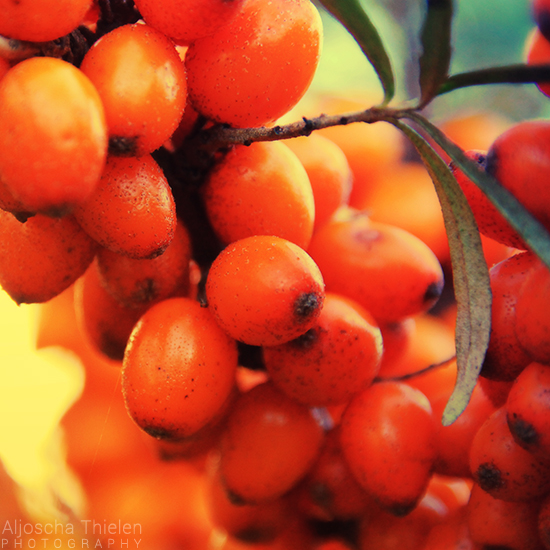 Sea buckthorn