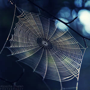 Caught in the beauty by AljoschaThielen Caught in the beauty by AljoschaThielen