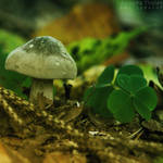 An Almost Lucky Mushroom by AljoschaThielen