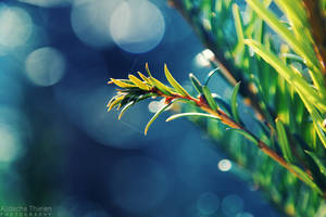 Early Spring by AljoschaThielen Early Spring by AljoschaThielen