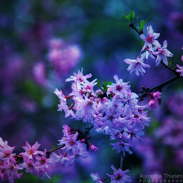 Blossoms