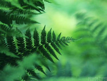 Green fern