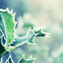 Frostbitten