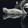 Little Swan