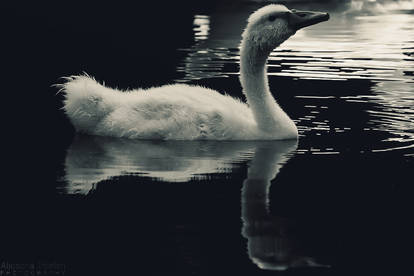 Little Swan