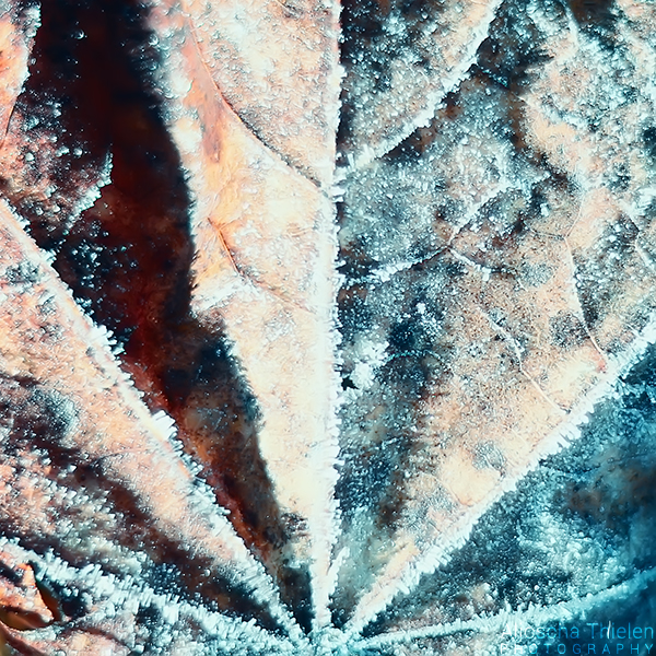 Frozen Leaf