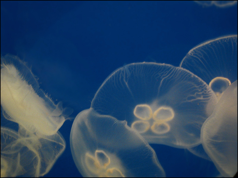 Jellyfish