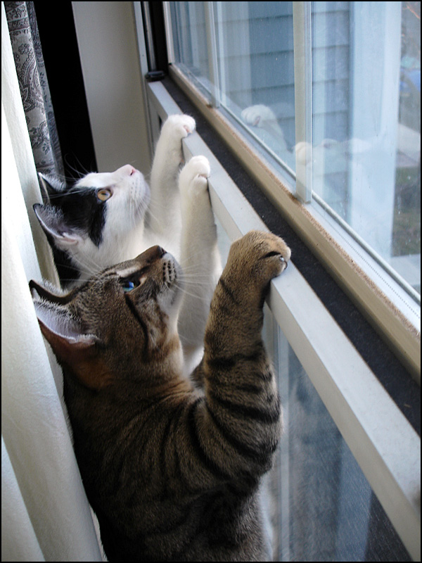 Bird Watching Kittens Pt2