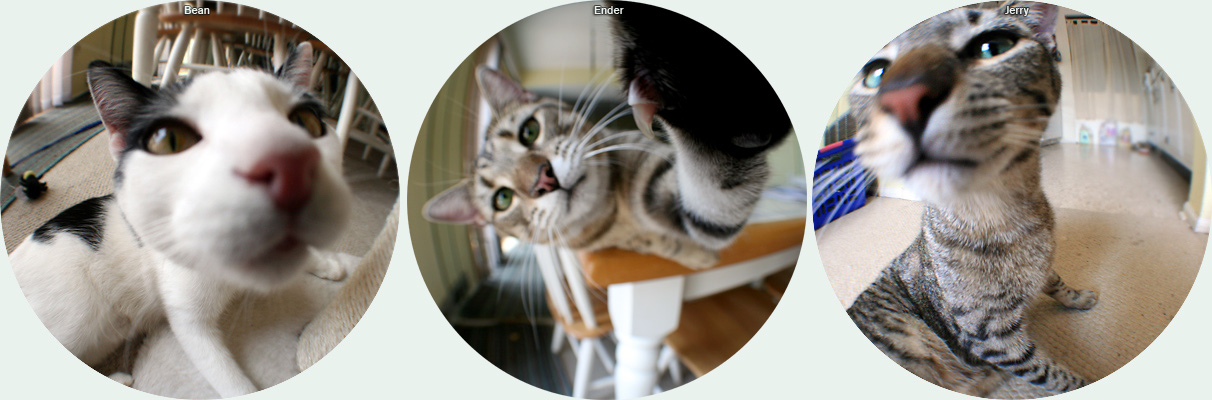 Fisheye Cats Compilation