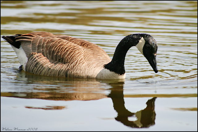 Goose Reflection