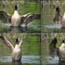 Flapping Goose