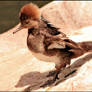 Flapping Hooded Merganser